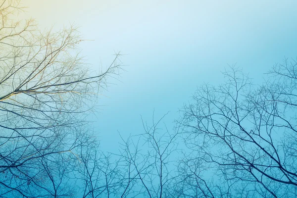 Branches of trees ( Filtered image processed vintage effect. ) — Stock Photo, Image
