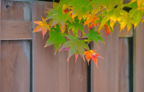 화려 한 단풍 잎 — 스톡 사진