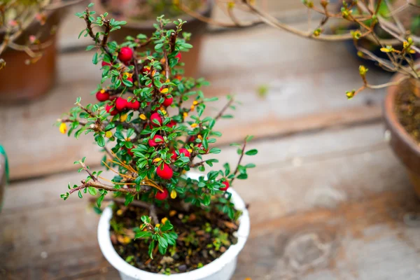 Pequena árvore bonsai, imagens de alta definição — Fotografia de Stock