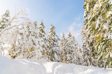 Karla kaplı kış ağaçları