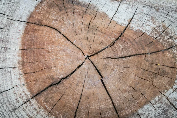树桩的树，高清晰度的图像 — 图库照片