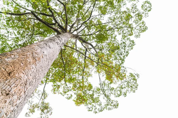Лесные деревья, изображения высокой четкости — стоковое фото
