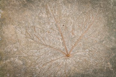 taş yaprak izlenimi