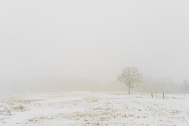 Kar kış manzara ağaçta