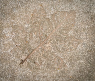 taş yaprak izlenimi