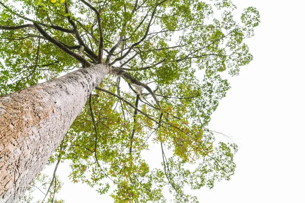 Arbres forestiers, Images haute définition — Photo