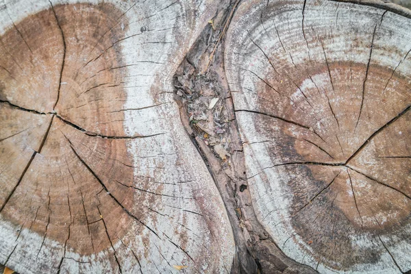 Tronco de árvore, imagens de alta definição — Fotografia de Stock