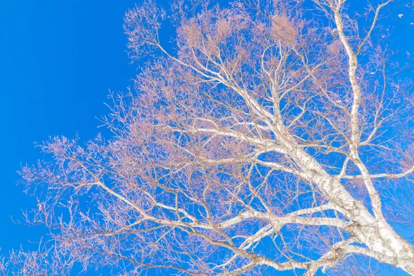 Zmrazené zimní stromy — Stock fotografie