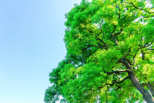 Alberi forestali, Immagini ad alta definizione — Foto Stock