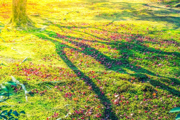 Bunte Herbstblätter — Stockfoto