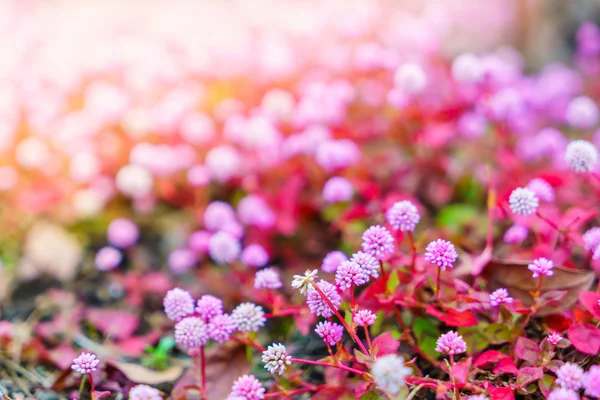 Mooie roze bloemen, High definition-beelden — Stockfoto