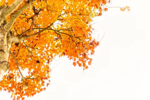 Schöne Herbstbäume — Stockfoto
