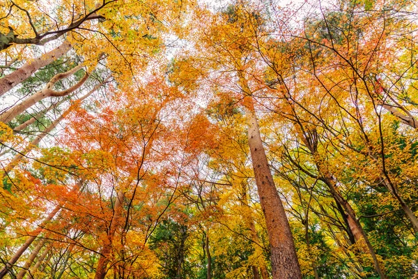 Güzel sonbahar ağaçlar — Stok fotoğraf