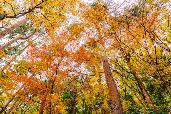 Hermosos árboles de otoño — Foto de Stock