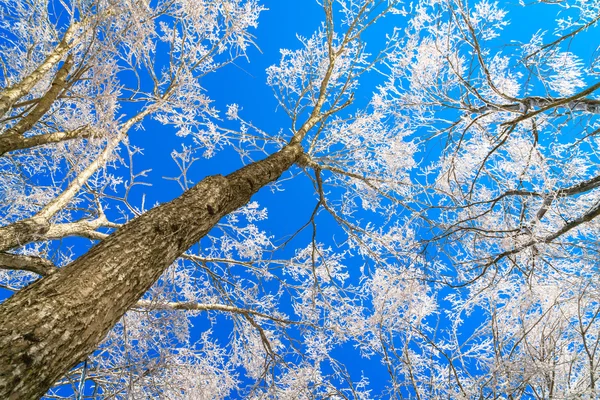 Alberi invernali congelati, Immagini ad alta definizione — Foto Stock