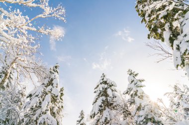 Karla kaplı kış ağaçları