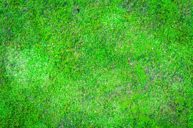 Taze bahar yeşil yosun