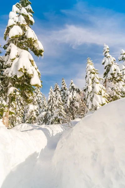 Arbres d'hiver couverts de neige — Photo