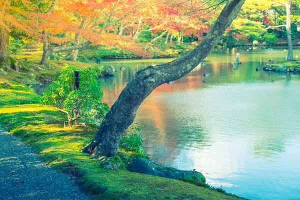 川のある秋の森 — ストック写真