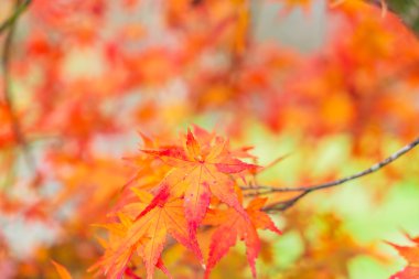 güzel sonbahar ağaçlar