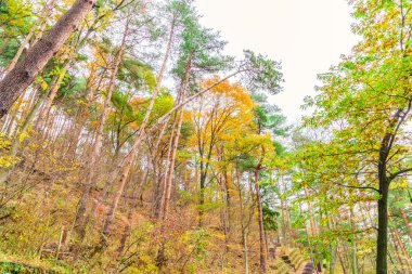 güzel sonbahar ağaçlar