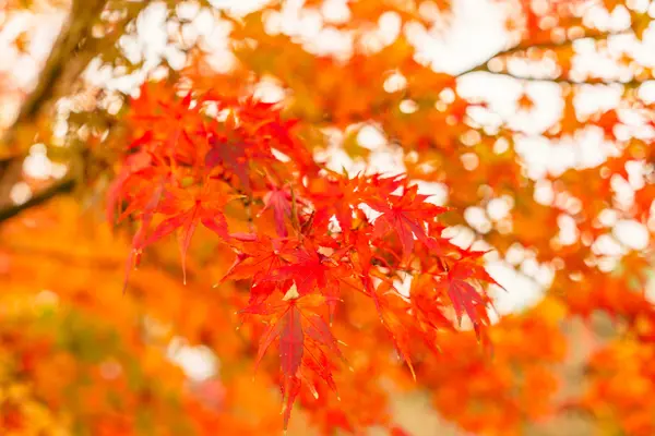 Beautiful autumn trees — Stock Photo, Image