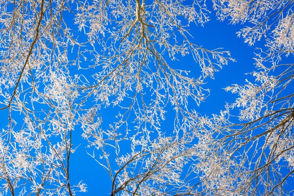 Arbres d'hiver congelés — Photo