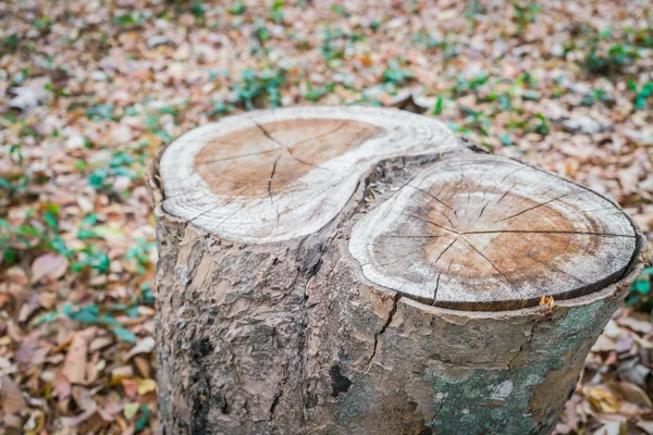Пень дерева, изображения высокой четкости — стоковое фото