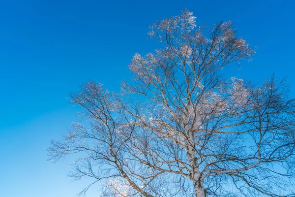 树与蓝天 — 图库照片