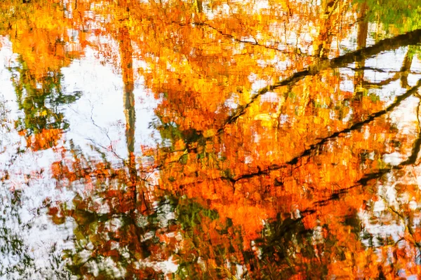 Laranja Outono Árvores — Fotografia de Stock
