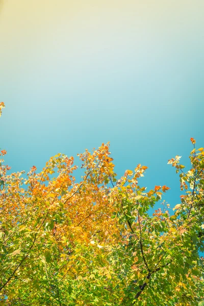 Krásné podzimní stromy — Stock fotografie