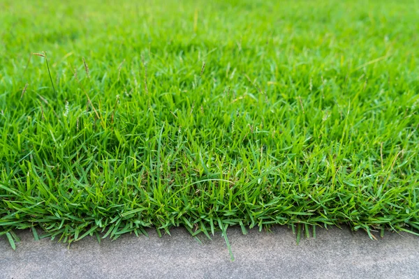 ばねの緑の草 — ストック写真