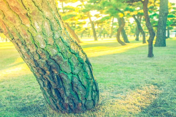 삼림 의나무 ( 사진 처리 된 빈티지 효과. ) — 스톡 사진