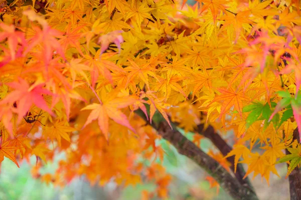 Hermosos árboles de otoño — Foto de Stock