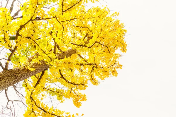 Krásné podzimní stromy — Stock fotografie