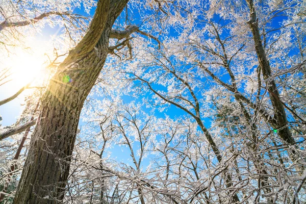 Arbres d'hiver congelés — Photo