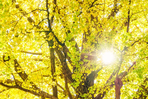 Красивые осенние деревья — стоковое фото