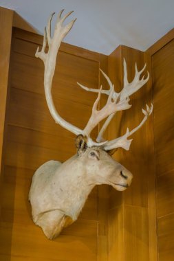 Kızıl geyik kafası bekarlığa