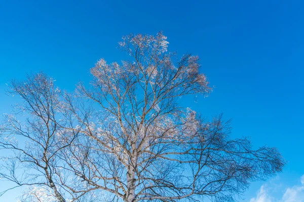 Árvore e céu azul — Fotografia de Stock