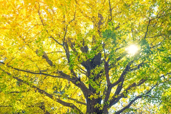 Mooie herfst bomen — Stockfoto
