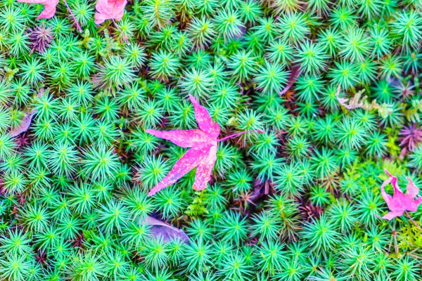 Rot-gelber Herbst-Ahorn blättert auf frischem frühlingsgrünem Gras — Stockfoto