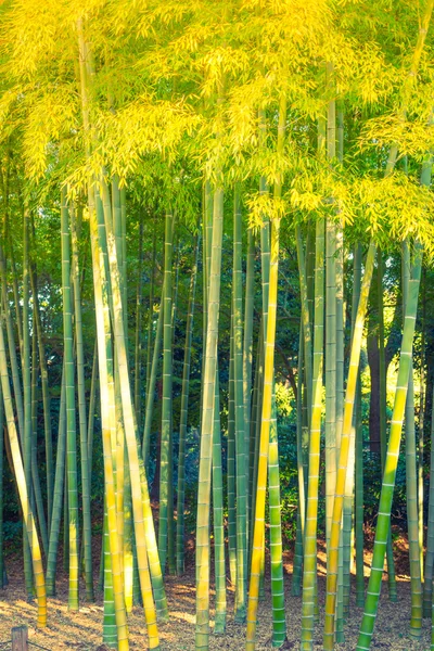 Bosque de bambú verde — Foto de Stock