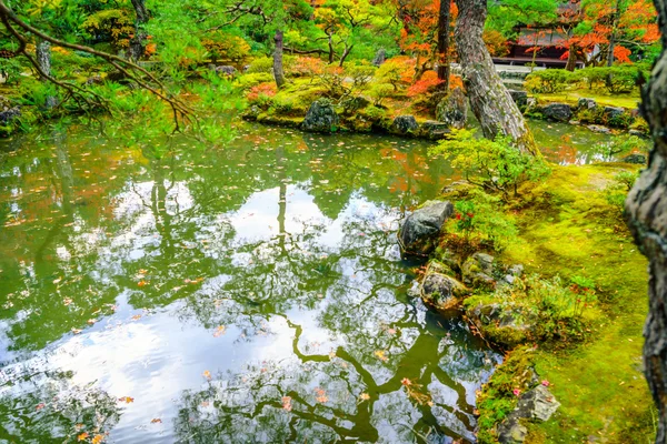 Nehirli sonbahar ormanı — Stok fotoğraf