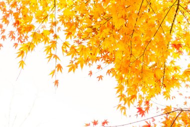 güzel sonbahar ağaçlar