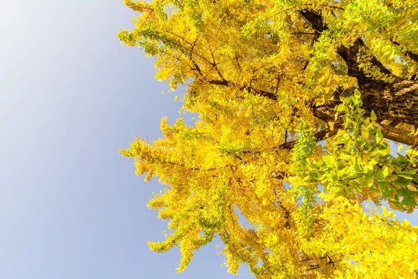 Beautiful autumn trees — Stock Photo, Image