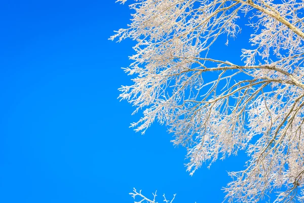 Frozen winter trees — Stock Photo, Image