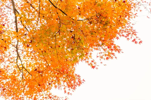 Schöne Herbstbäume — Stockfoto