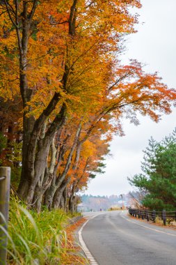 güzel sonbahar ağaçlar