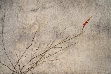 Kırmızı yaprakları ile eski taş duvar