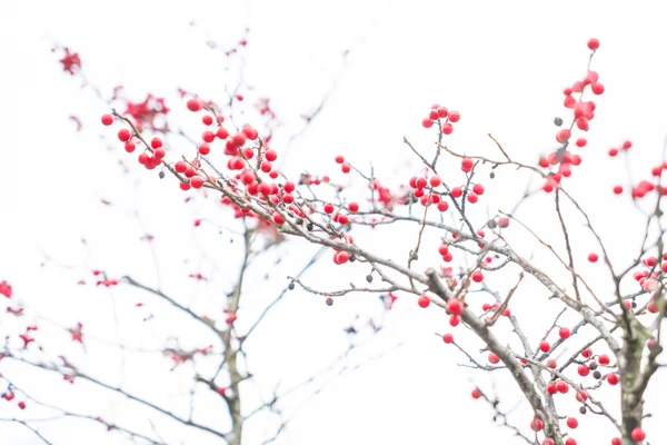 Beautiful rowanberry tree — Stock Photo, Image